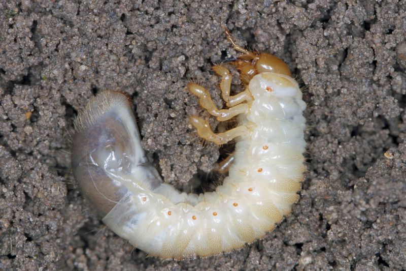 Grub Control in Honolulu, HI