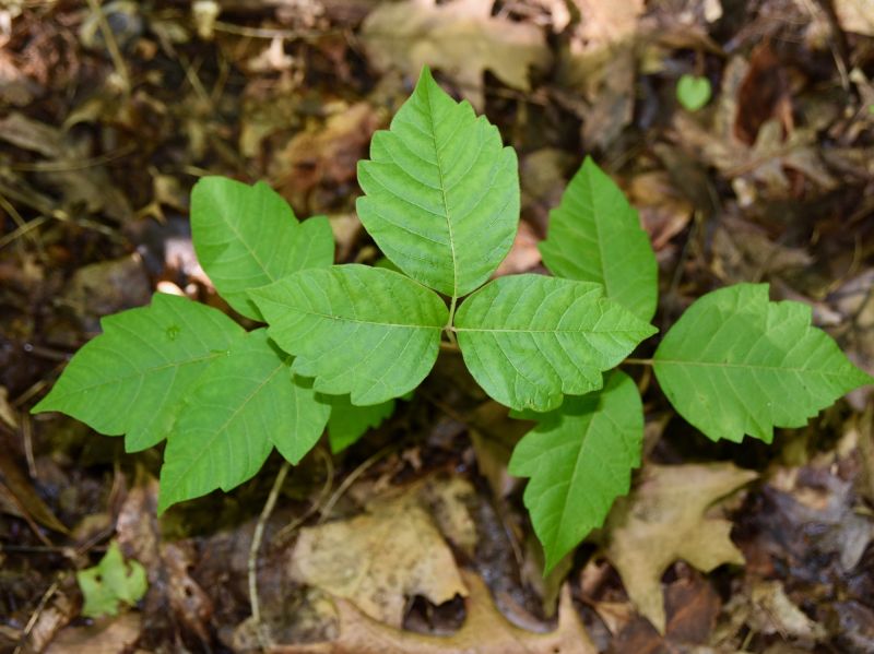 Poison Ivy Removal in Pottstown, PA
