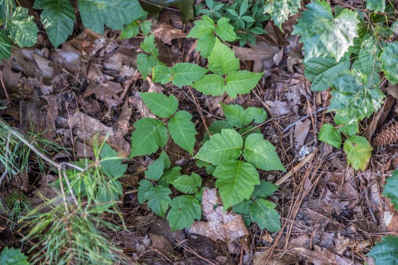 Poison Oak Removal in Ventura County, CA