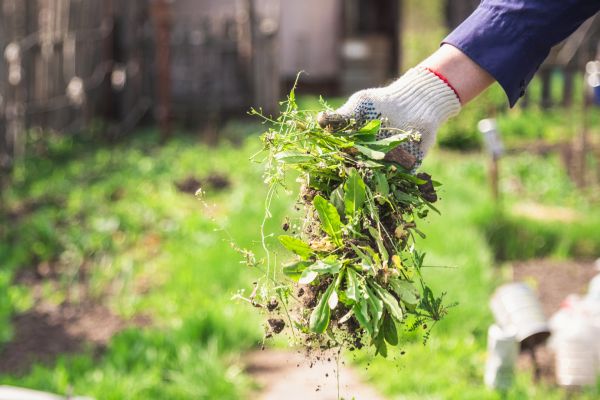 Eliminates weeds that attract bugs and trigger allergies