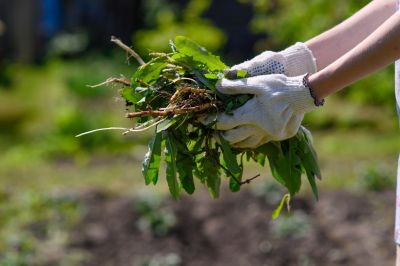 Stops weeds from competing with grass and plants for nutrients