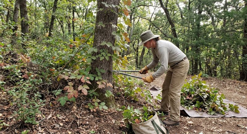 Poison Ivy Removal in Bel Air, MD