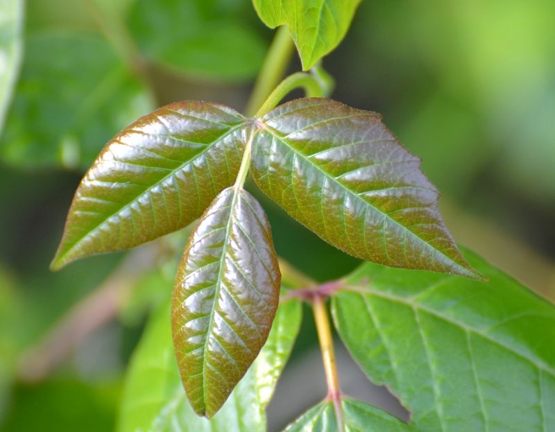 Poison Oak Removal in Newark, DE