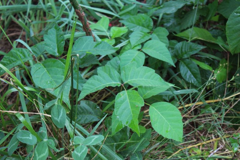 Poison Oak Removal in Wilmington, DE