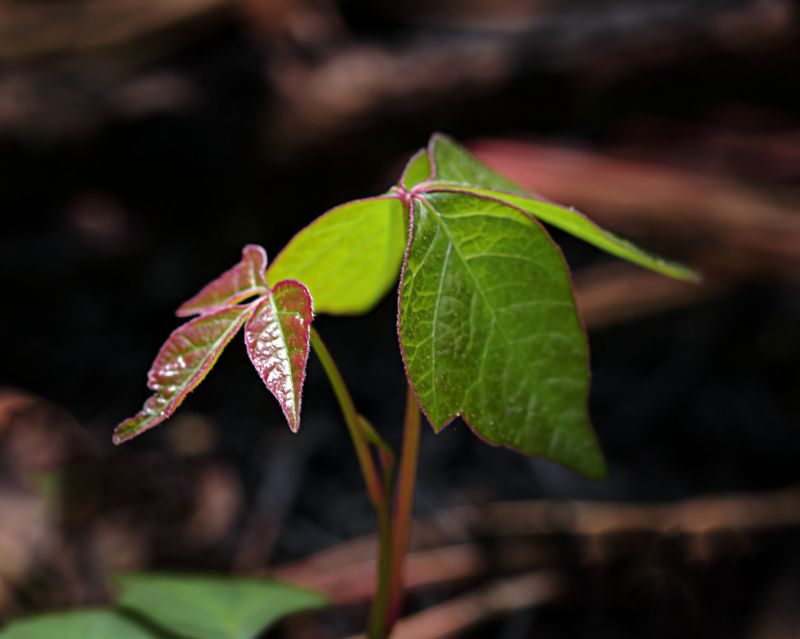 Poison Oak Removal in Burlington County, NJ