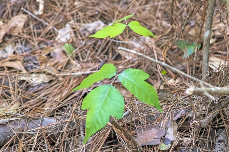 Poison Oak Removal in West Chester, PA
